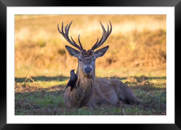 Stag with black bird Framed Mounted Print by Steve Mantell