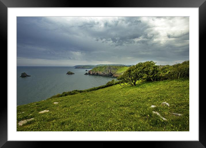 Berry Head nature reserve Framed Mounted Print by Steve Mantell