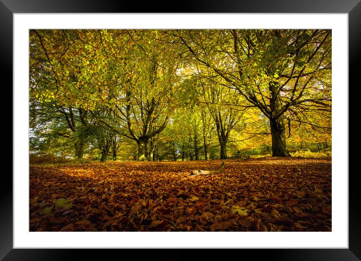 Colourful blanket of autumn leaves Framed Mounted Print by Steve Mantell