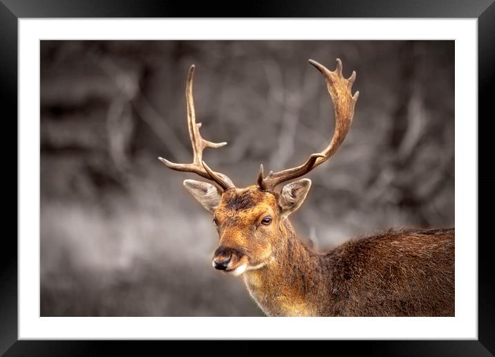 Young and handsome deer Framed Mounted Print by Steve Mantell
