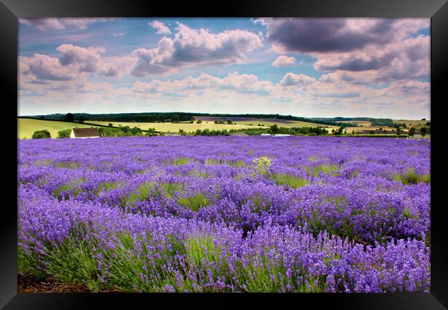 Lavender field in the Cotswolds Framed Print by Susan Snow