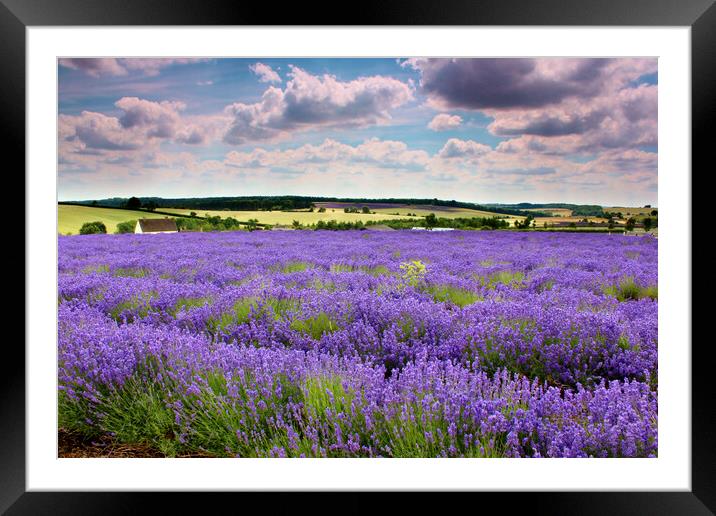 Lavender field in the Cotswolds Framed Mounted Print by Susan Snow