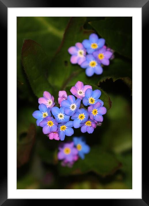 Forget Me Nots Framed Mounted Print by Susan Snow