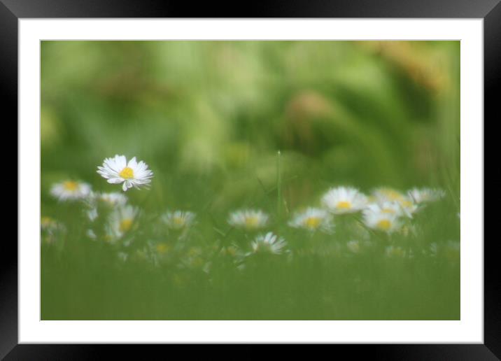 Hazy Daisies Framed Mounted Print by Susan Snow