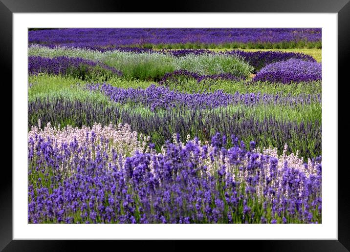 Lavender in the Cotswolds Framed Mounted Print by Susan Snow