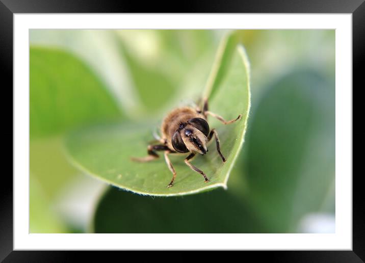 Common Drone Fly Framed Mounted Print by Susan Snow