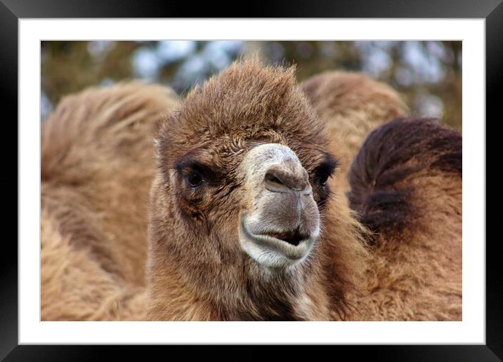 Bactrian camel Framed Mounted Print by Susan Snow