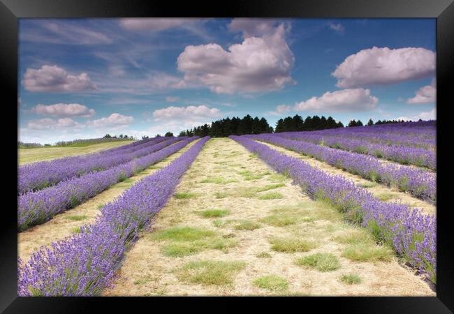 Lavender field in the Cotswolds Framed Print by Susan Snow