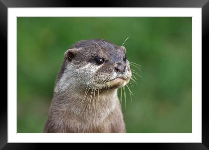 Asian Short Clawed Otter Framed Mounted Print by Susan Snow