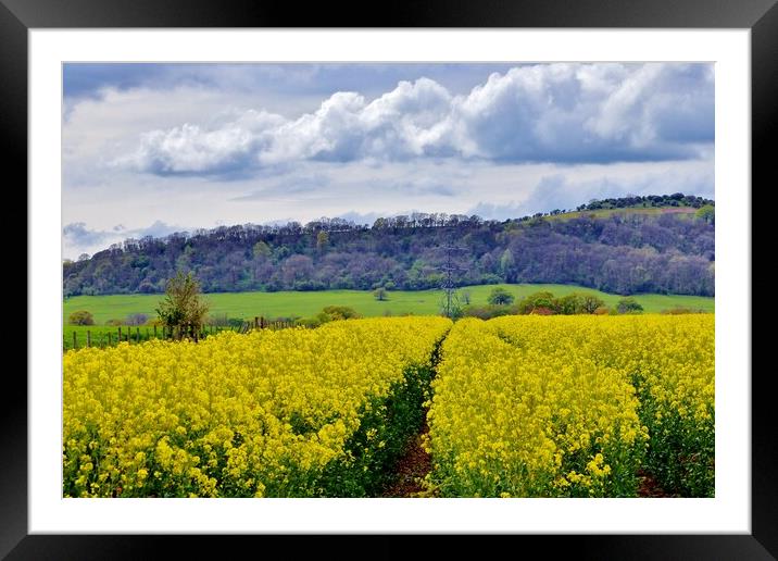 Rapeseed Field Framed Mounted Print by Susan Snow