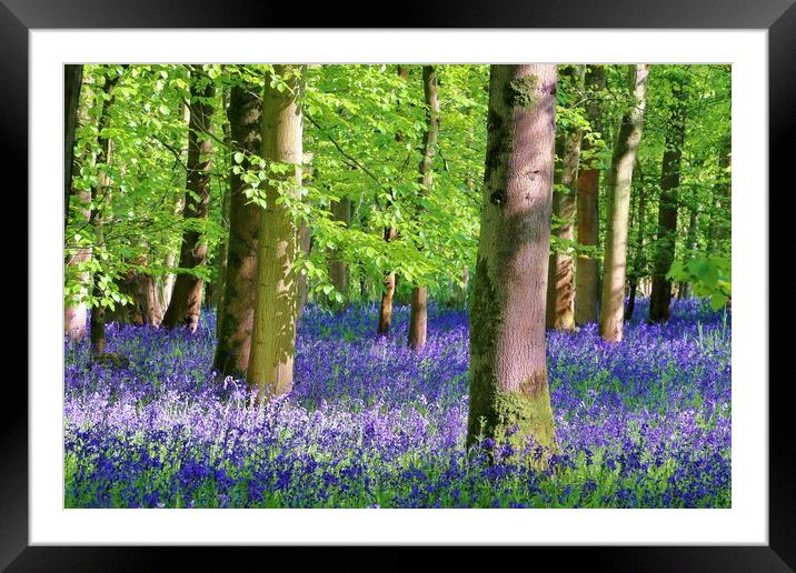 Cotswold Bluebell Wood Framed Mounted Print by Susan Snow