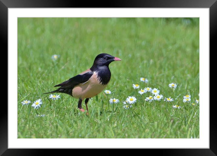 Rosy Starling Framed Mounted Print by Susan Snow