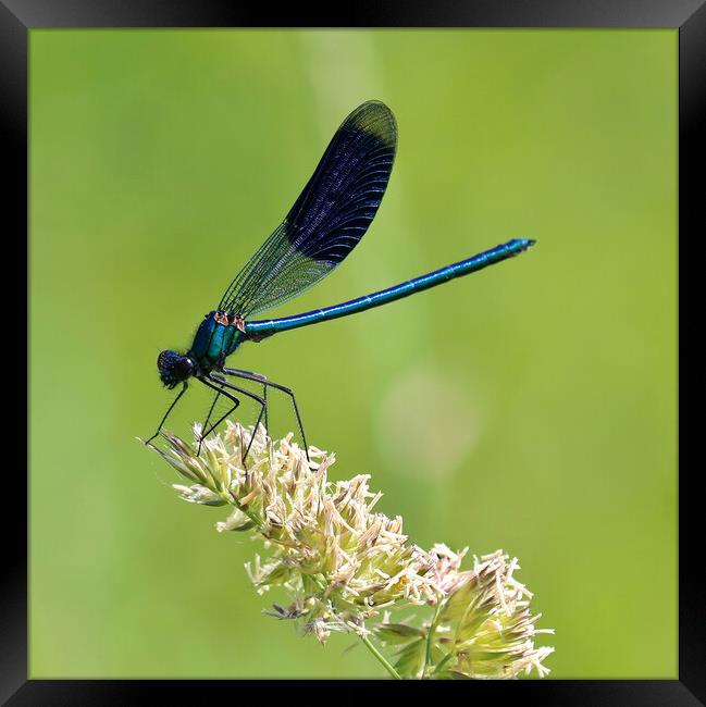 Banded Demoiselle Framed Print by Susan Snow