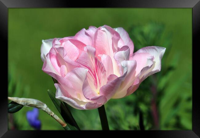 Pink Peony Framed Print by Susan Snow