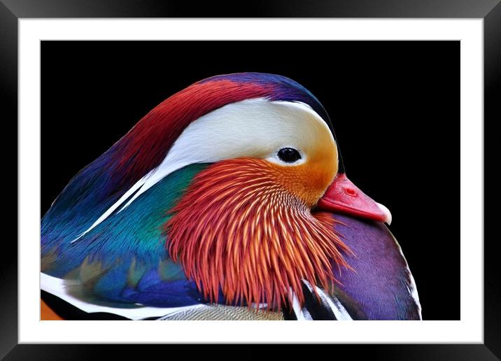 Mandarin Duck Framed Mounted Print by Susan Snow