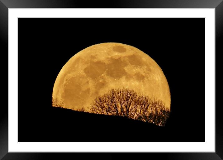 Golden Full Moon Rising Behind Trees Framed Mounted Print by Susan Snow