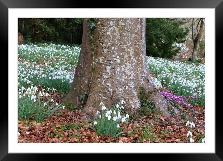 Snowdrops around a tree trunk Framed Mounted Print by Susan Snow