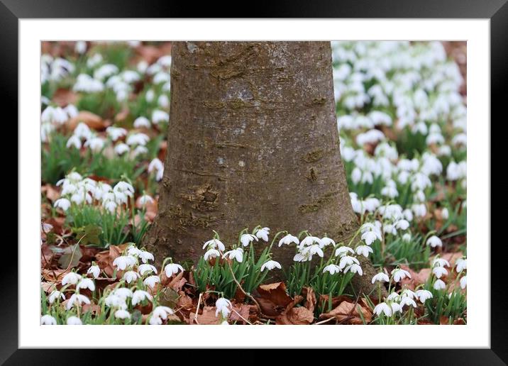 Snowdrops around a tree trunk Framed Mounted Print by Susan Snow