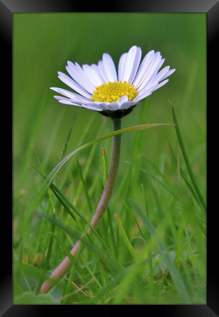 Daisy in the Grass Framed Print by Susan Snow