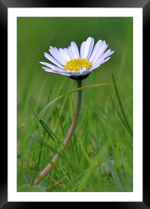 Daisy in the Grass Framed Mounted Print by Susan Snow