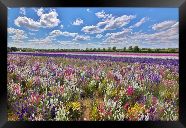 Field of Delphiniums Framed Print by Susan Snow