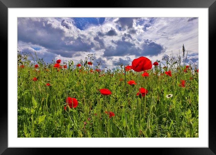 Poppy Field in Bishops Cleeve Framed Mounted Print by Susan Snow