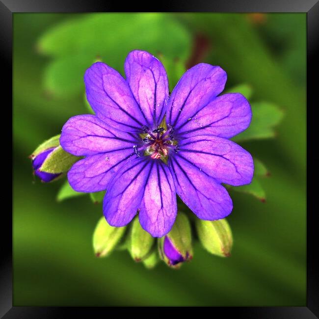 Purple Geranium Framed Print by Susan Snow