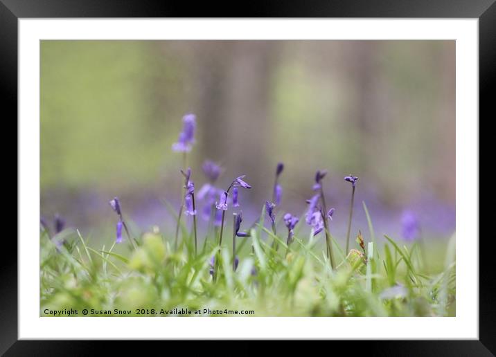Cotswolds Bluebell Wood Framed Mounted Print by Susan Snow