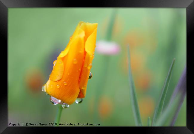 Water Droplets on a California Poppy Framed Print by Susan Snow