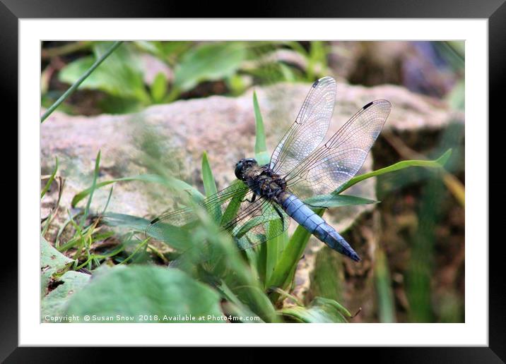 Broad-Bodied Chaser Dragonfly Framed Mounted Print by Susan Snow