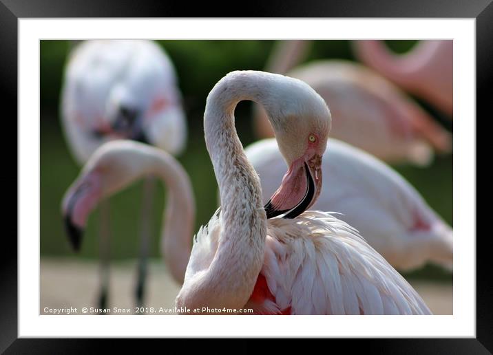 Greater Flamingo Framed Mounted Print by Susan Snow