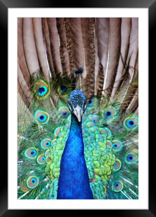 Peacock Display Framed Mounted Print by Susan Snow