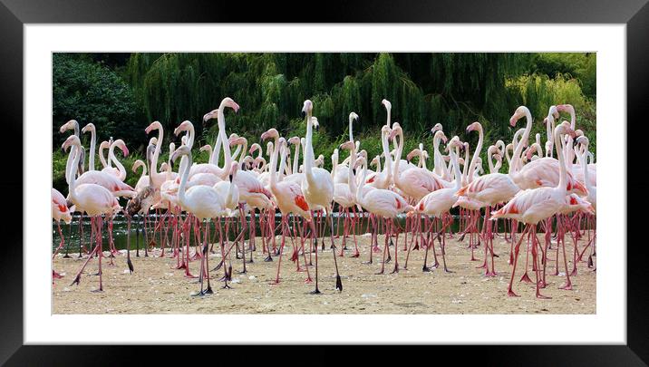 Greater Flamingos Framed Mounted Print by Susan Snow