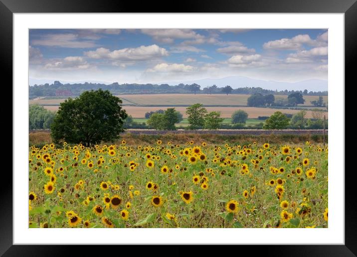 A Field of Sunflowers Framed Mounted Print by Susan Snow