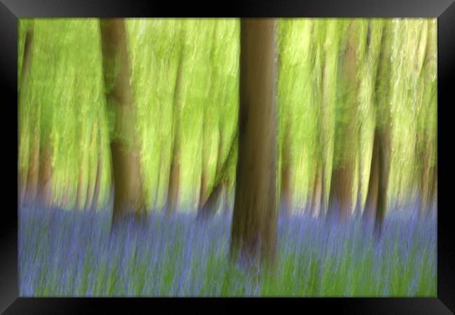 Abstract Bluebell Wood Framed Print by Susan Snow