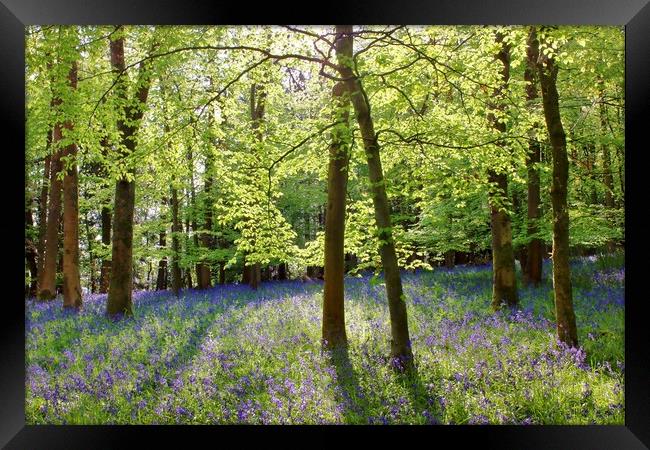 Cotswolds Bluebell Wood Framed Print by Susan Snow