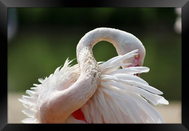 A resting Greater Flamingo Framed Print by Susan Snow