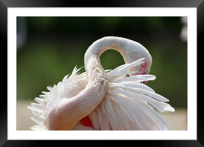 A resting Greater Flamingo Framed Mounted Print by Susan Snow