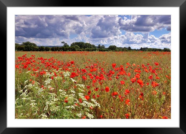 Poppy Field in the Cotswolds Framed Mounted Print by Susan Snow