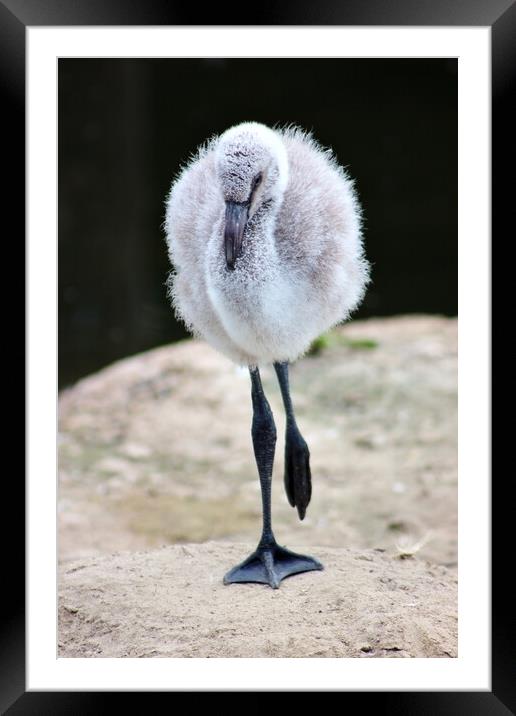 Baby Chilean Flamingo Framed Mounted Print by Susan Snow