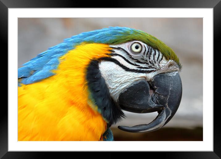 Blue and Gold Macaw Parrot Framed Mounted Print by Susan Snow