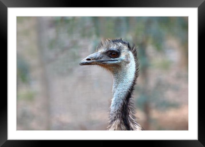 Emu Framed Mounted Print by Susan Snow