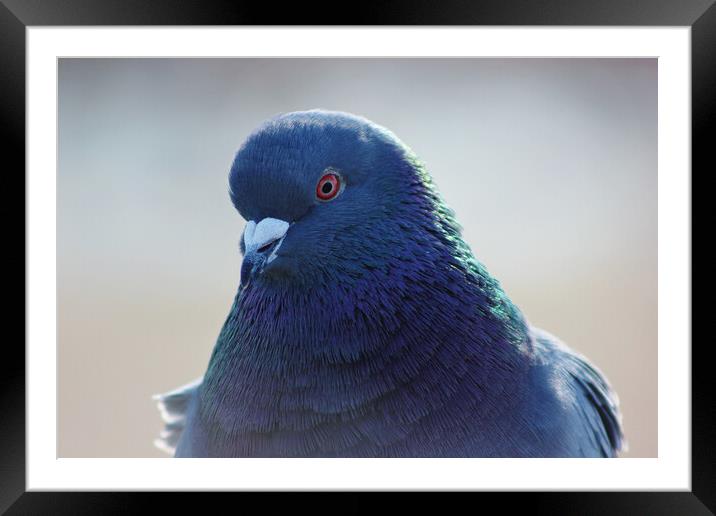 Feral Pigeon Framed Mounted Print by Susan Snow