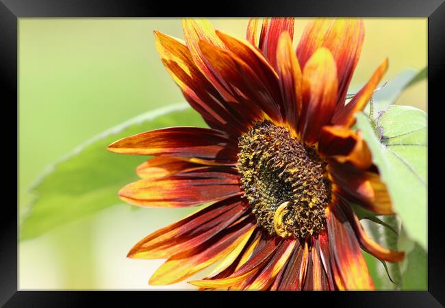Close up Sunflower Framed Print by Susan Snow