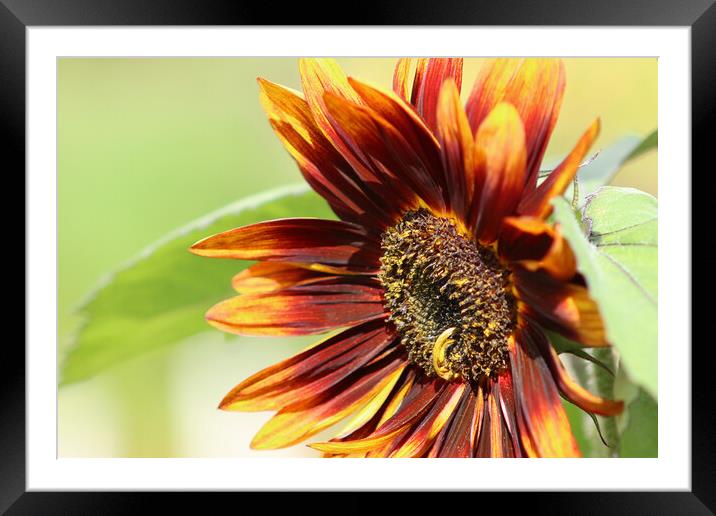 Close up Sunflower Framed Mounted Print by Susan Snow