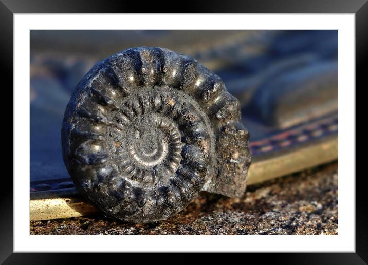 Bifericeras Ammonite Framed Mounted Print by Susan Snow