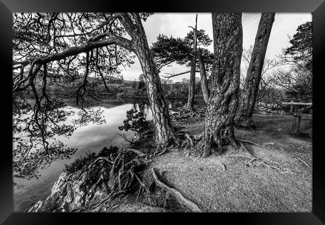Bark & Tree roots of derwent Framed Print by Mike Hughes