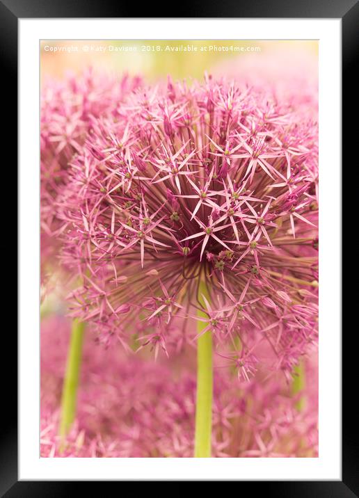 Purple Allium flower Framed Mounted Print by Katy Davison