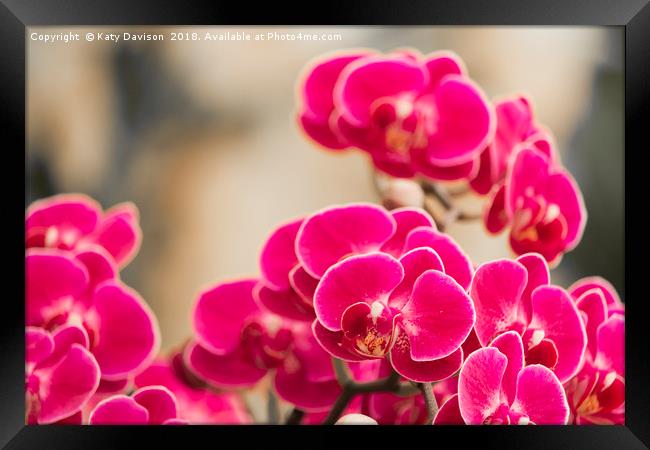 Pink orchids Framed Print by Katy Davison