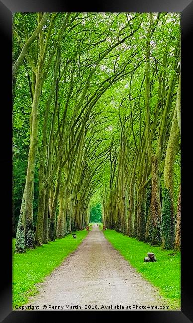 Avenue of Trees Framed Print by Penny Martin